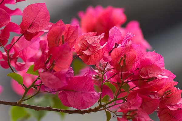 Hoa trồng ban công có mùi thơm hơn nước hoa