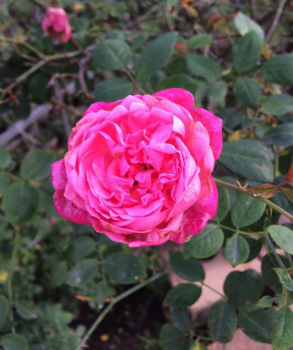Hoa hồng cổ Sapa có mấy màu?