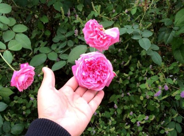 Hoa hồng cổ Sapa có mấy màu?