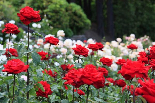Tên các loài hoa màu đỏ phổ biến dễ trồng hiện nay