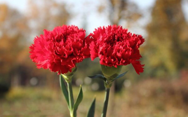 Tên các loài hoa màu đỏ phổ biến dễ trồng hiện nay