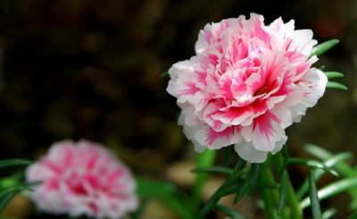 Hoa cẩm chướng nở mùa nào, bạn có biết?