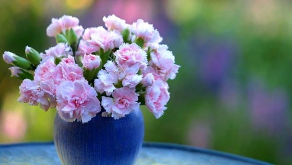 Hoa cẩm chướng nở mùa nào, bạn có biết?