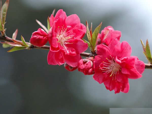 Ý nghĩa của hoa đào – loài hoa bình an