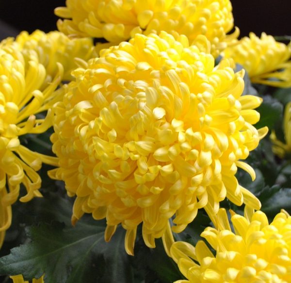 Ý nghĩa của hoa cúc đại đoá – loài hoa phổ biến ngày Tết
