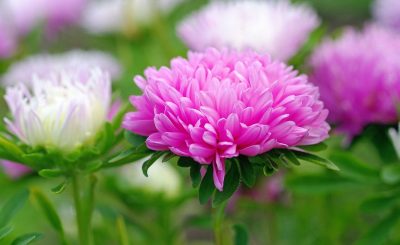 Ý nghĩa của hoa cúc đại đoá – loài hoa phổ biến ngày Tết