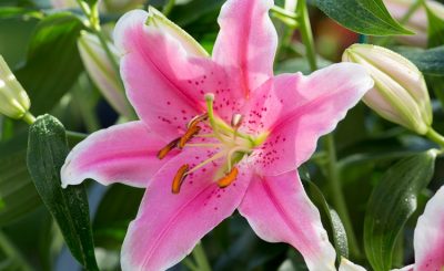 Ý nghĩa của hoa ly hồng – biểu tượng của sự trang nhã