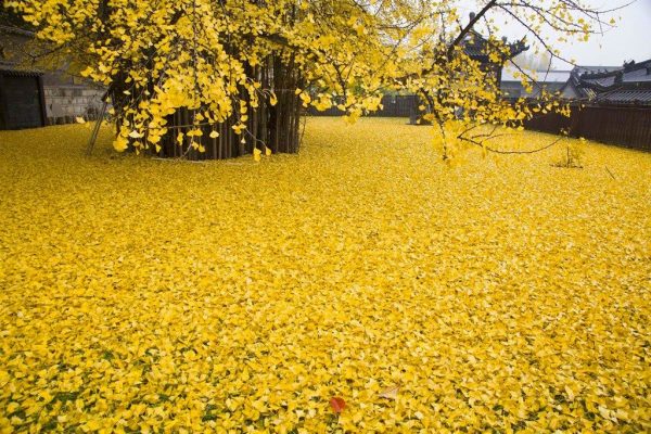 Ý nghĩa của hoa rẻ quạt – loài hoa đặc trưng của mùa thu Nhật Bản