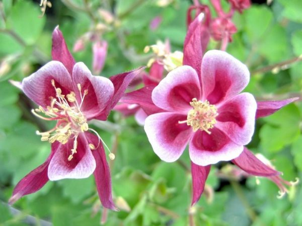 Ý nghĩa của hoa bồ câu – loài hoa nhiệt huyết