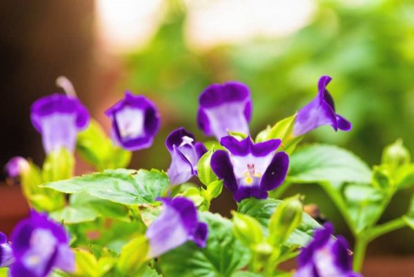 Ý nghĩa của hoa mắt nai – loài hoa trong trẻo