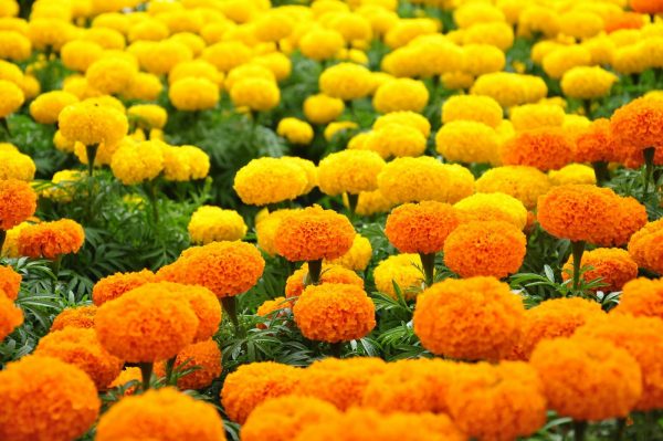 Các loại hoa phổ biến ngày Tết đẹp và ý nghĩa