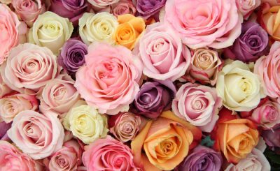 Ý nghĩa các màu sắc của hoa hồng