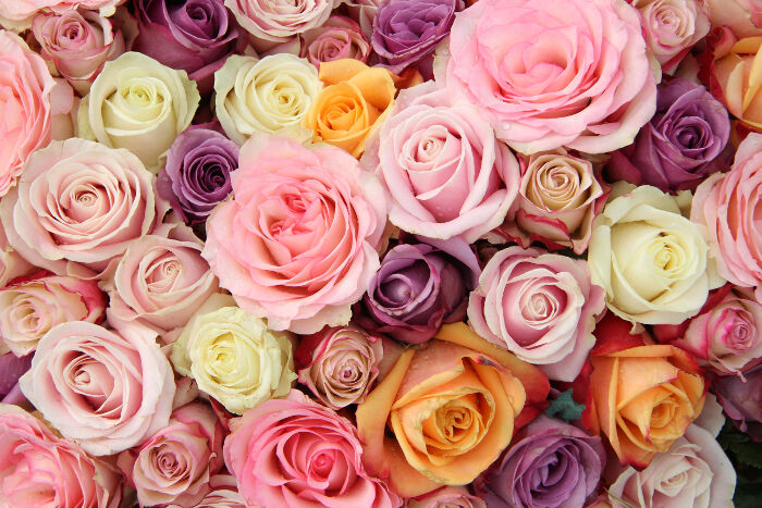 Ý nghĩa các màu sắc của hoa hồng